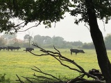 AngloWorld.cz: Camargue