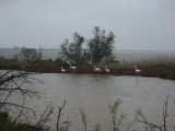 AngloWorld.cz: Camargue